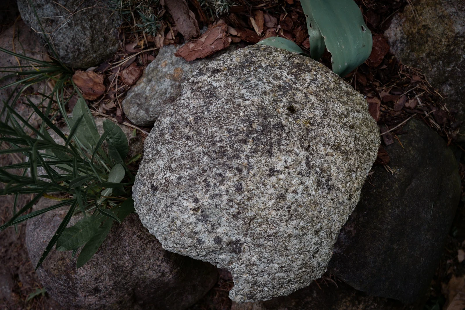 A large rock surrounded by forest debris.