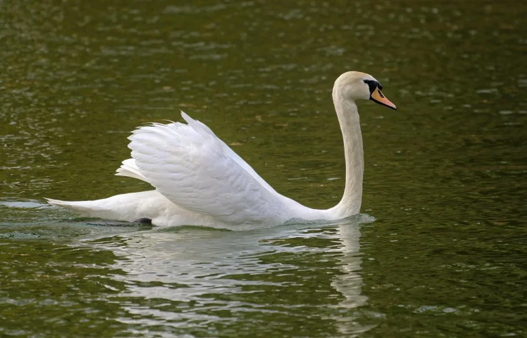 tehnici de inot pentru incepatori