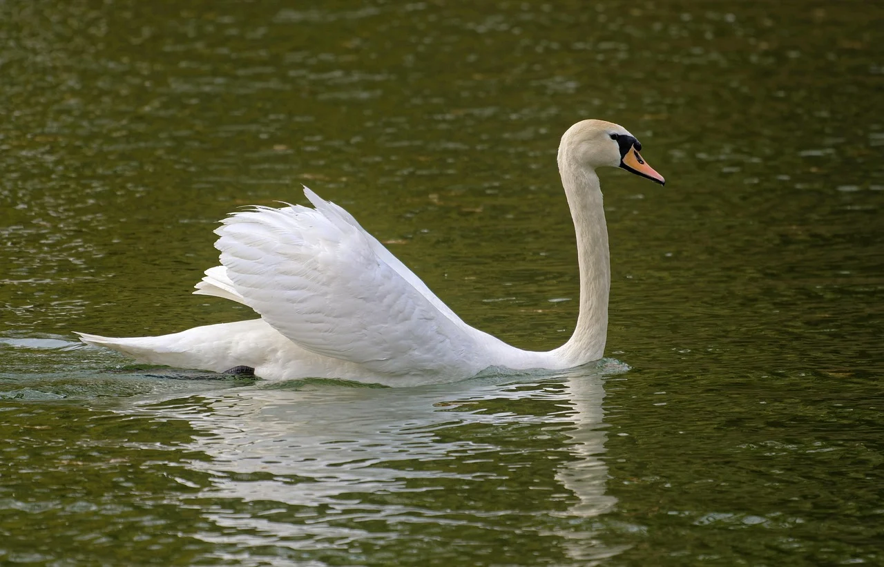 tehnici de inot pentru incepatori