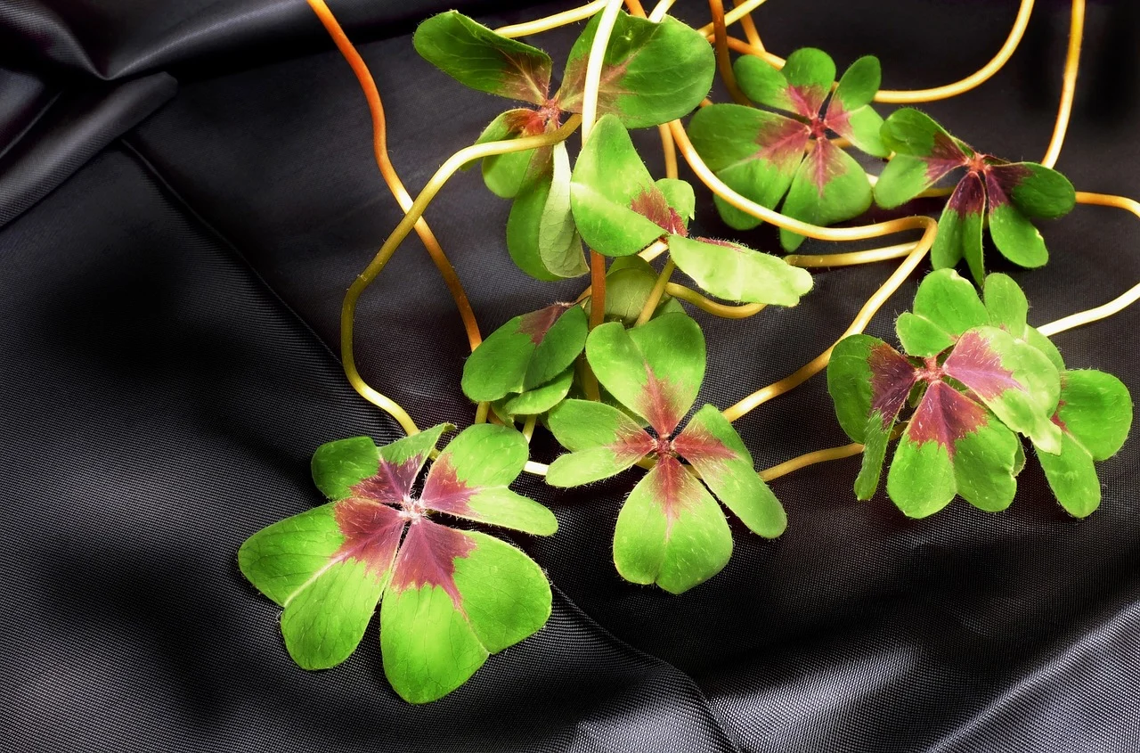 trifoi cu 5 foi semnificatie