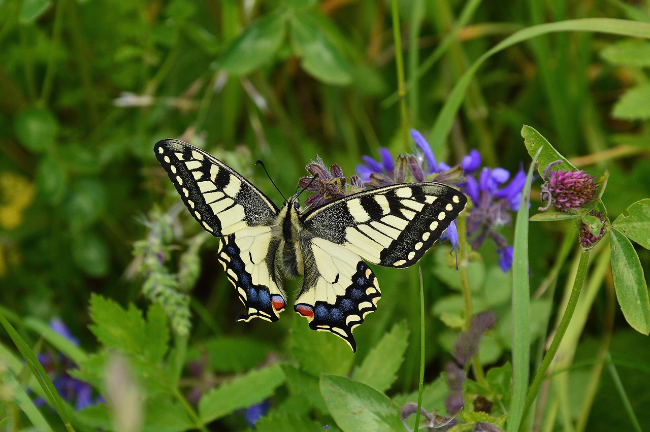 ce inseamna cand visezi insecte negre