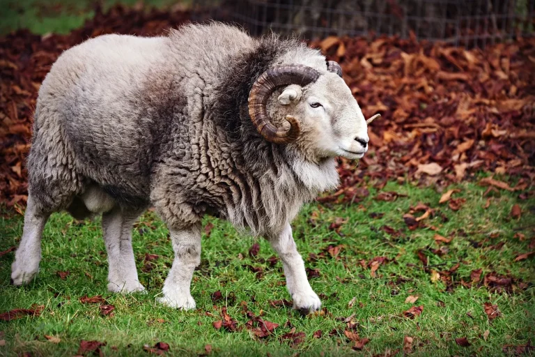ce animal este zodia berbec in zodiacul chinezesc