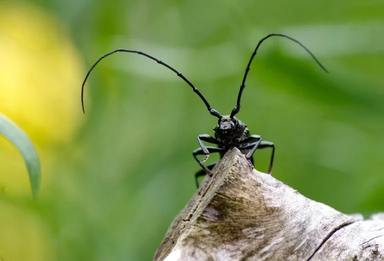 zodia berbec caracteristici