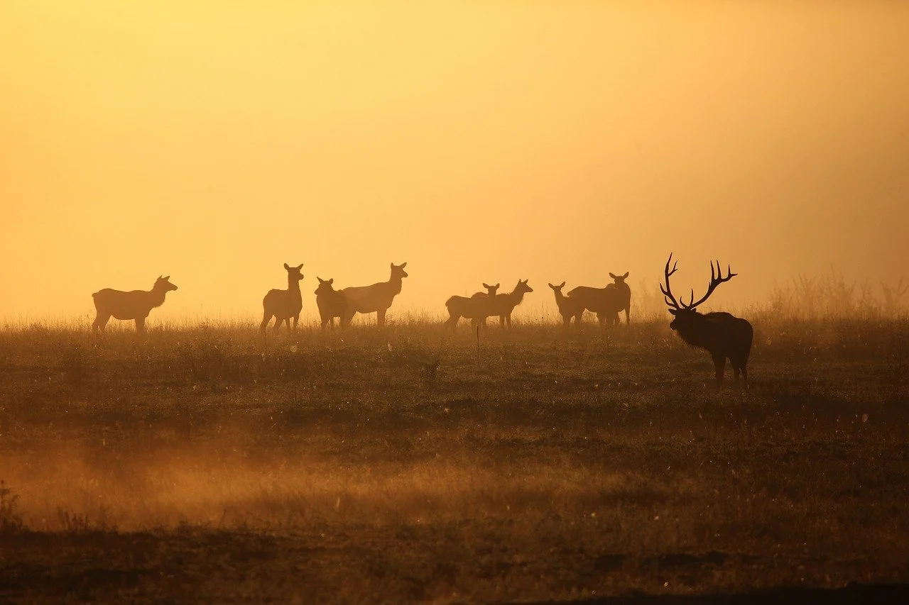 zodia taur intr o relatie