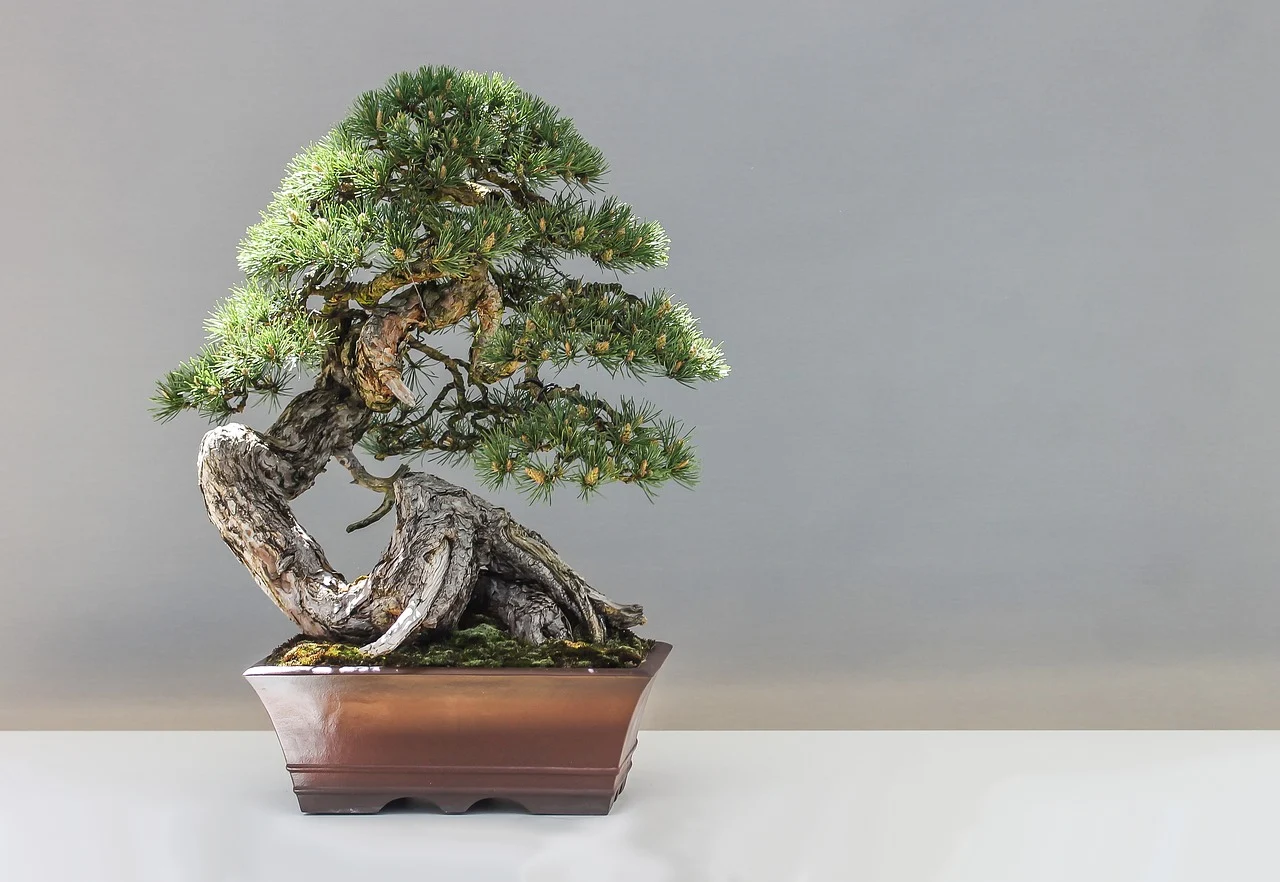 bonsai semnificatie