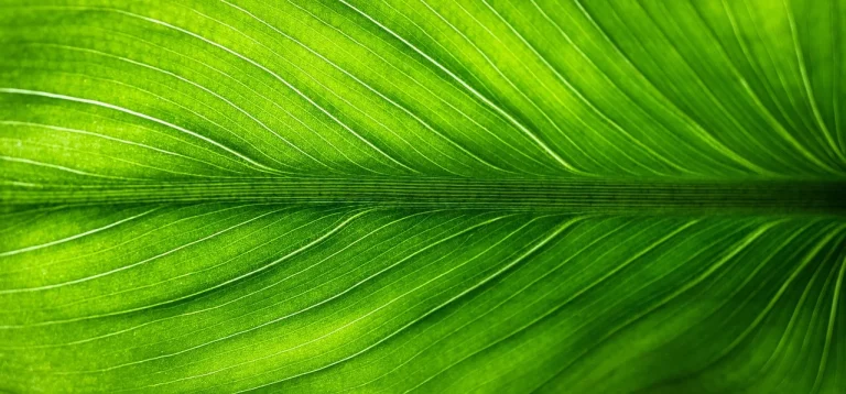 inima verde semnificatie